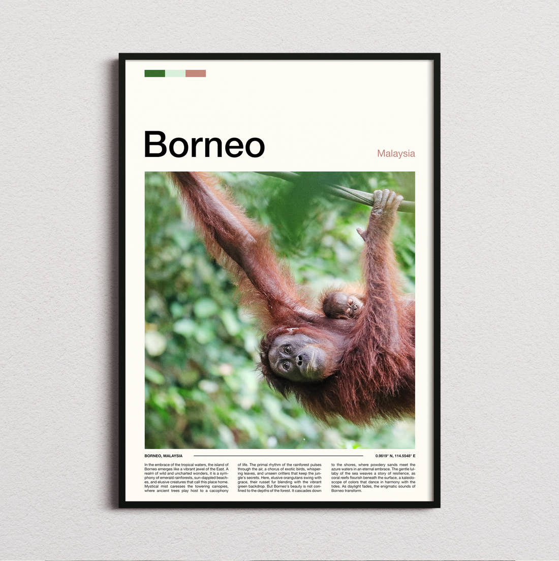 Borneo Orangutan Travel Print framed and photographed straight on