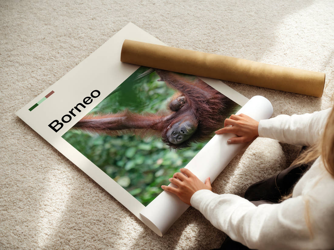 Borneo Orangutan Travel Print being unrolled from its postal tube