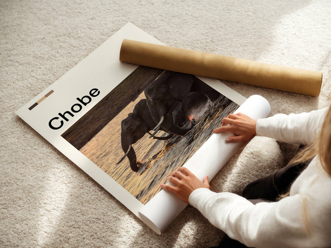 Chobe Elephant In The River Travel Print being unrolled from its postal tube
