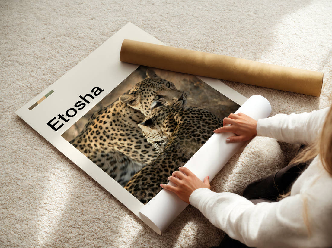 Etosha Two Leopards Travel Print being unrolled from its postal tube