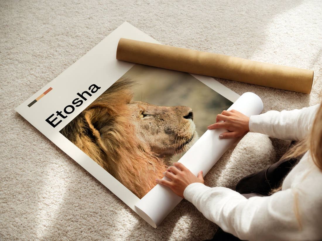 Etosha Lion Portrait Travel Print being unrolled from its postal tube