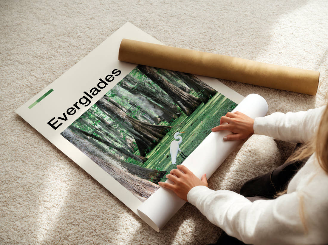Everglades White Egret Travel Print being unrolled from its postal tube