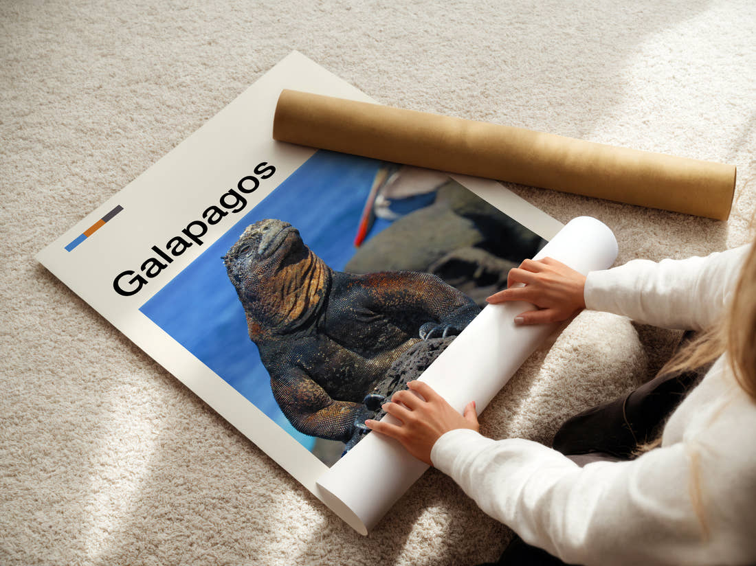 Galapagos Marine Iguana Travel Print being unrolled from its postal tube