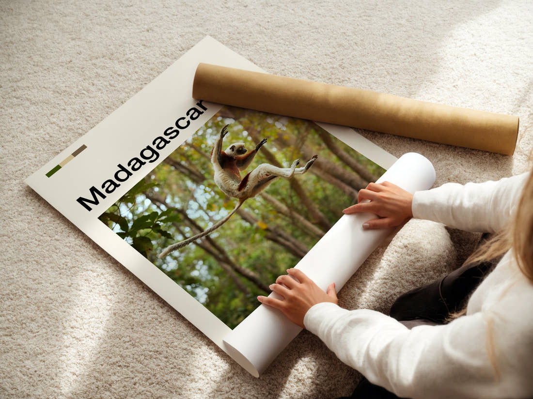 Madagascar Leaping Lemur Travel Print being unrolled from its postal tube