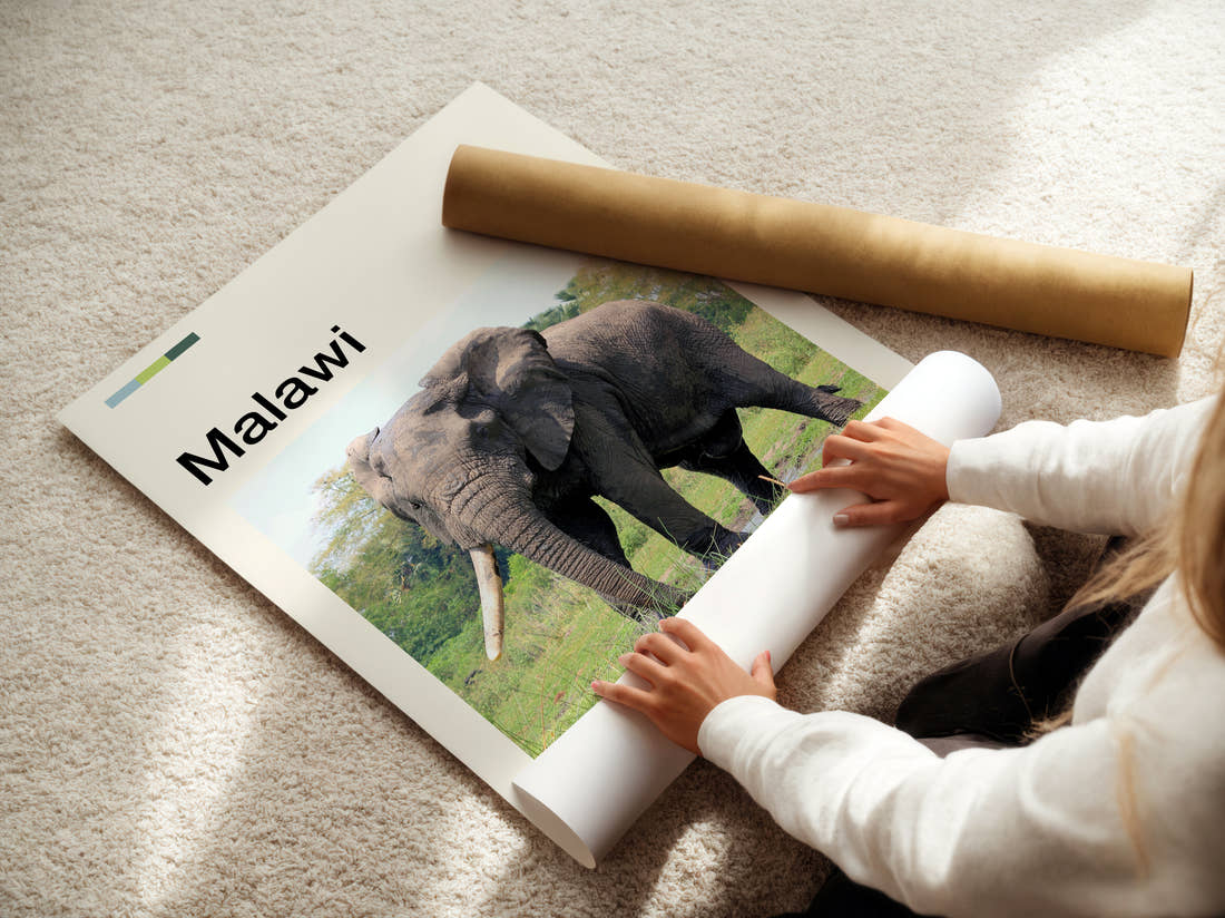 Malawi Elephant Travel Print being unrolled from its postal tube