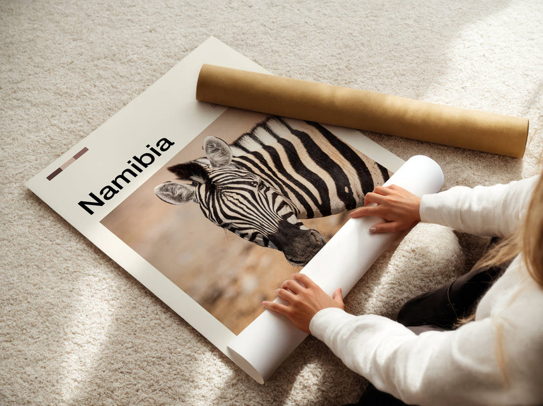 Namibia Zebra Portrait Travel Print being unrolled from its postal tube