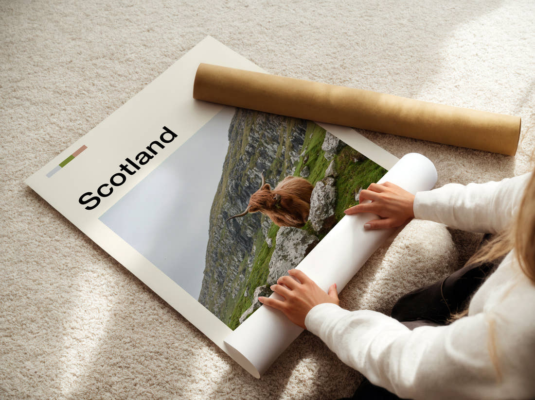 Scotland Highland Cow Travel Print being unrolled from its postal tube