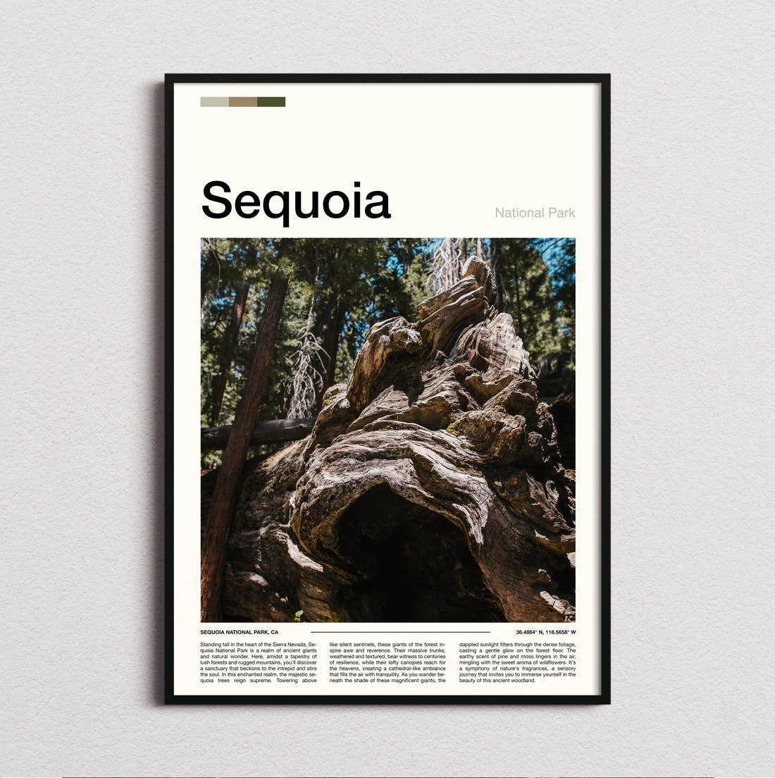 Sequoia Gnarled Tree Roots Travel Print framed and photographed straight on