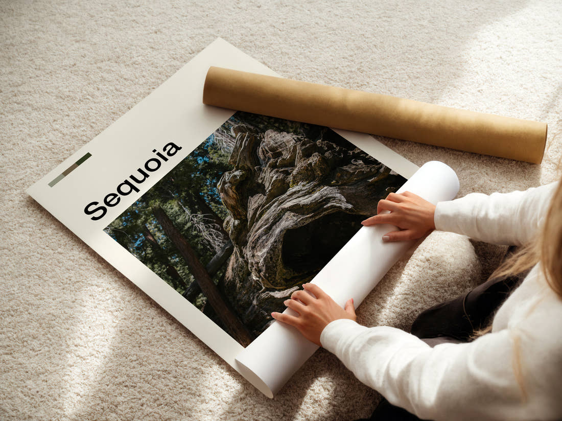 Sequoia Gnarled Tree Roots Travel Print being unrolled from its postal tube