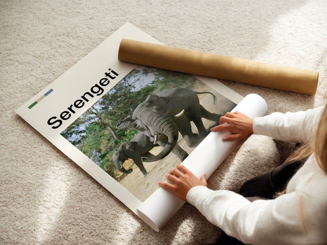 Serengeti Elephants Sparring Travel Print being unrolled from its postal tube