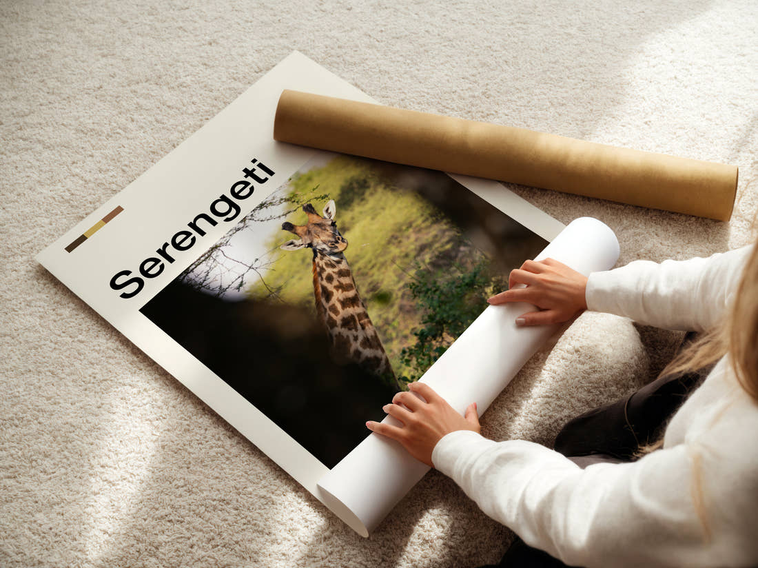 Serengeti Giraffe Travel Print being unrolled from its postal tube