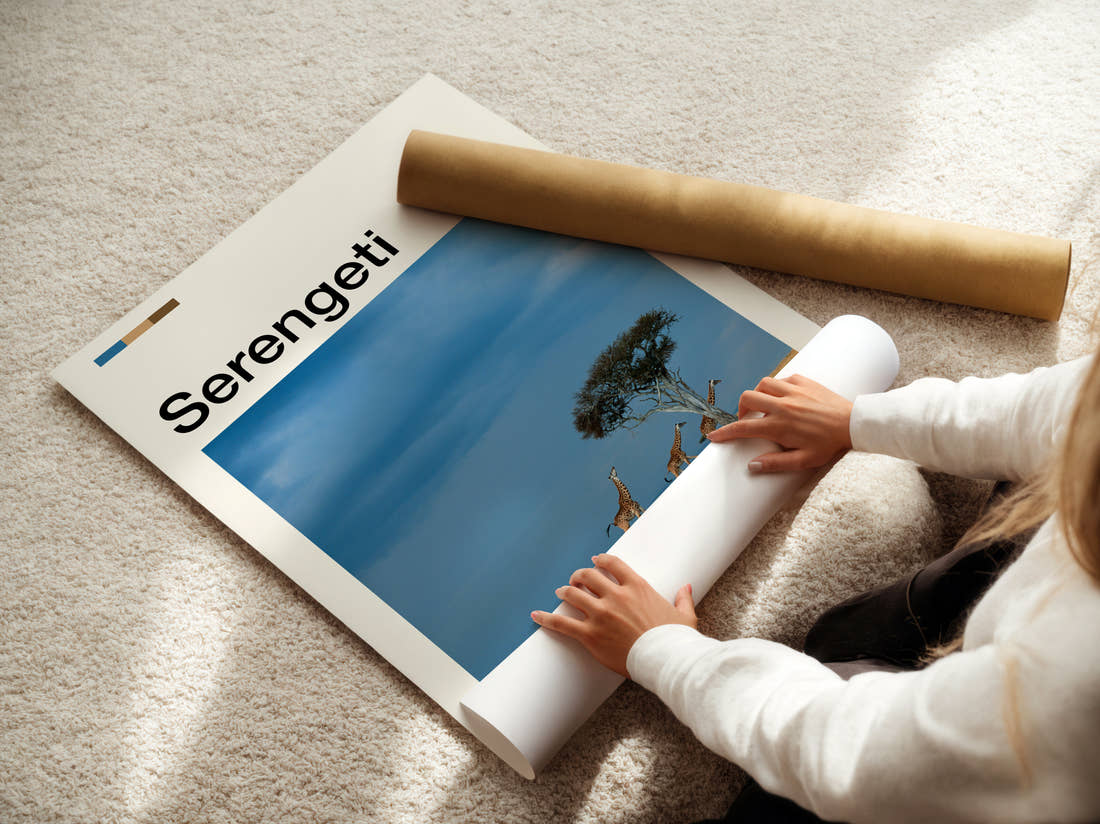 Serengeti Giraffes And Acacia Tree Travel Print being unrolled from its postal tube