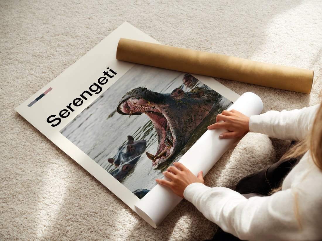 Serengeti Hippo Yawning Travel Print being unrolled from its postal tube