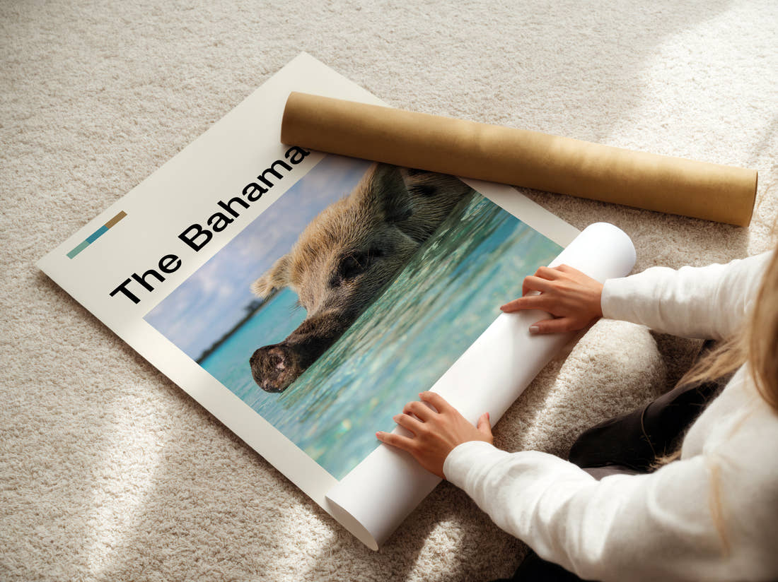 The Bahamas Swimming Pig In Turquoise Water Travel Print being unrolled from its postal tube