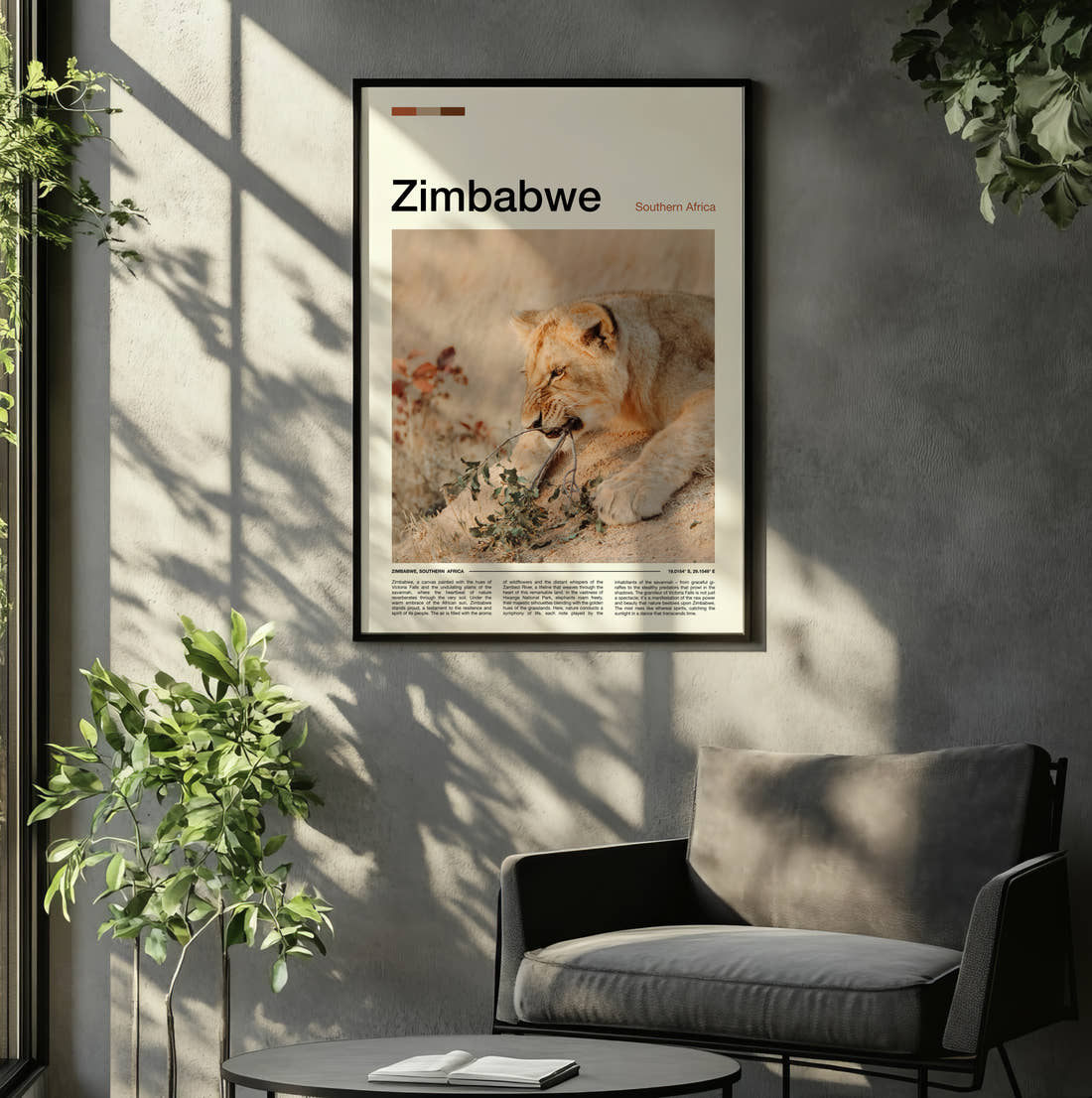 Zimbabwe Resting Lioness Travel Print framed on the wall of a relaxed living room