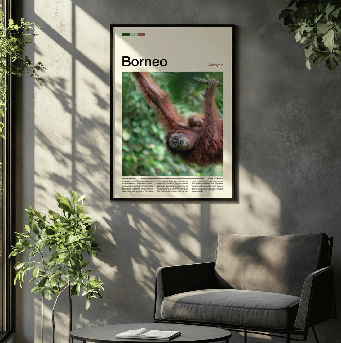 Borneo Orangutan Travel Print framed on the wall of a relaxed living room