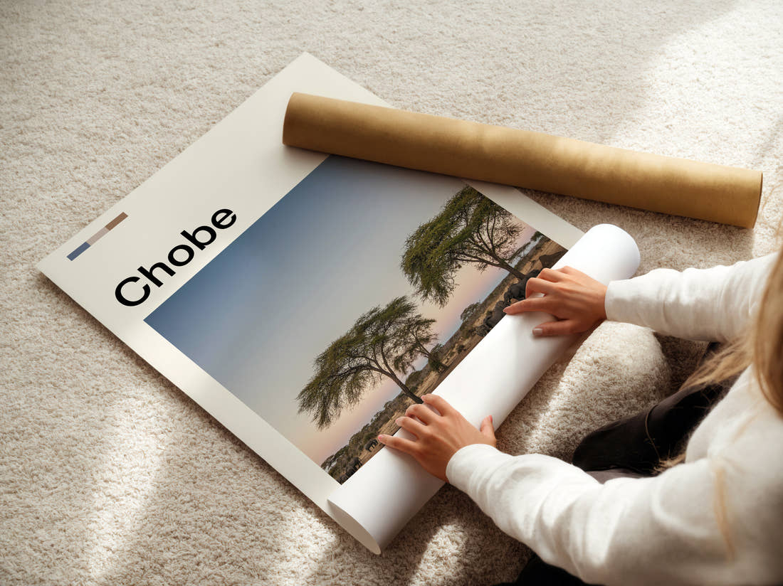 Chobe Acacia Trees On The Plain Travel Print being unrolled from its postal tube