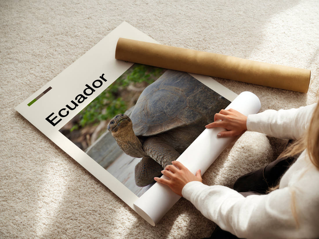 Ecuador Giant Tortoise Travel Print being unrolled from its postal tube