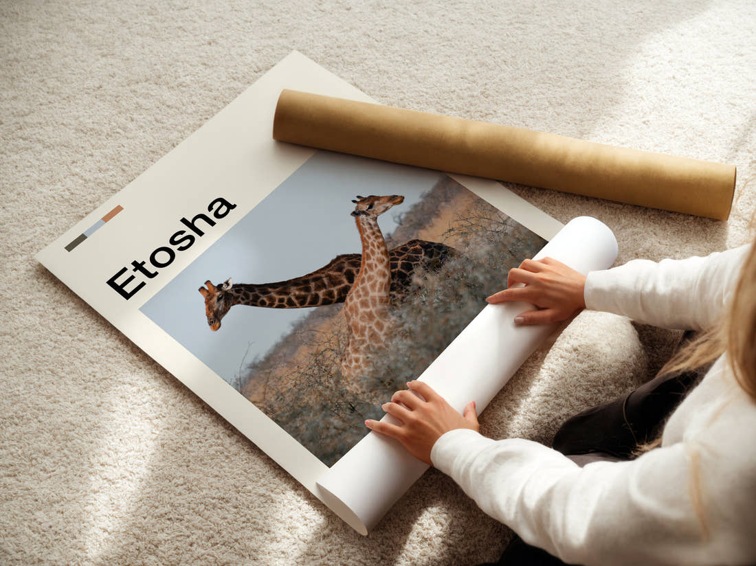 Etosha Giraffes In The Grassland Travel Print being unrolled from its postal tube