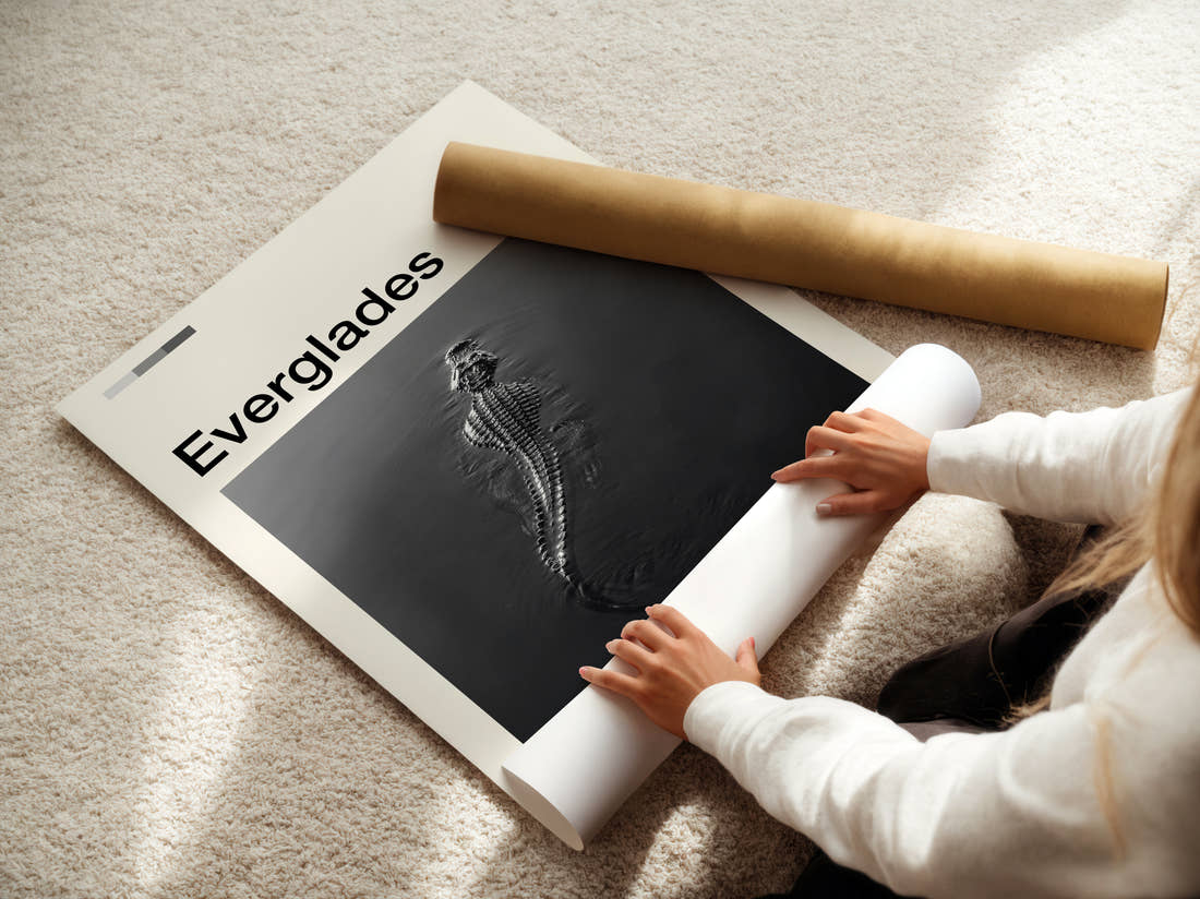 Everglades Alligator In The Water Travel Print being unrolled from its postal tube