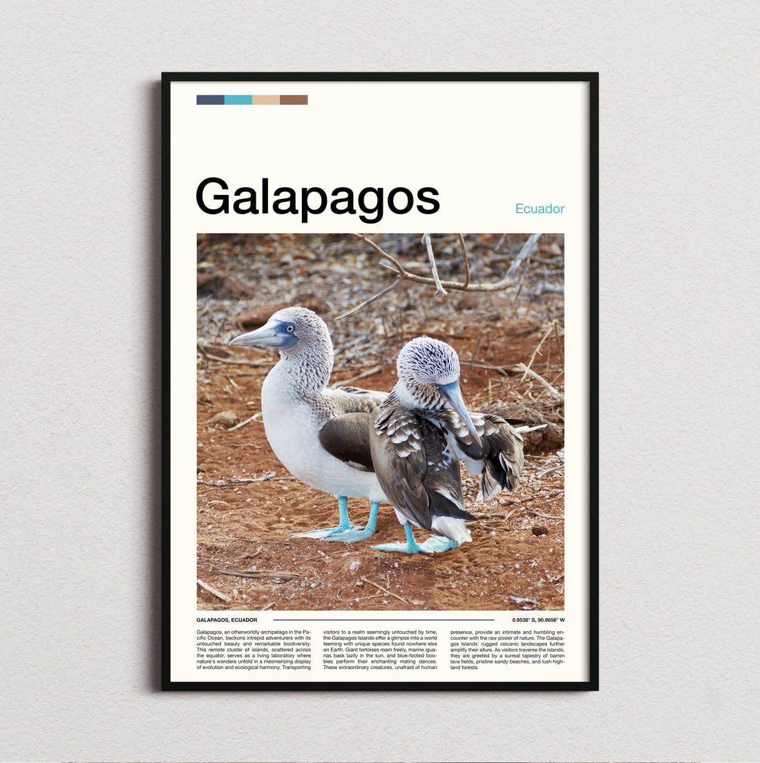 Galapagos Blue Footed Boobies Travel Print framed and photographed straight on