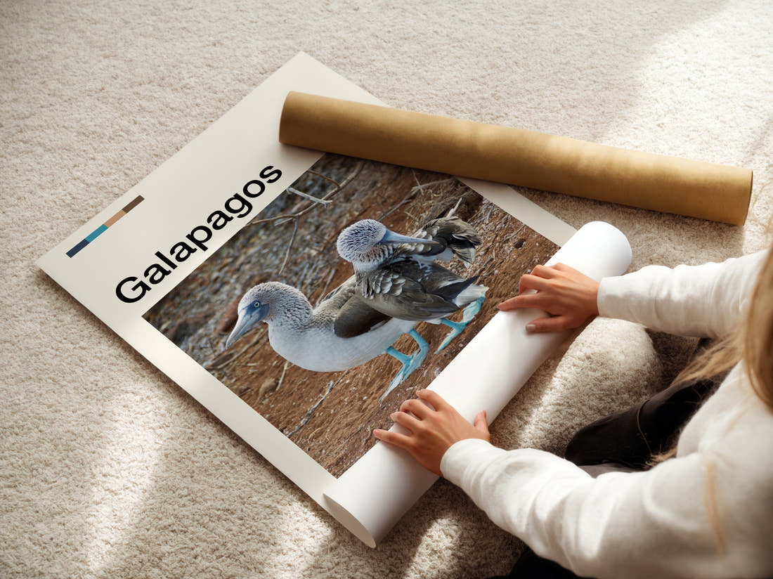 Galapagos Blue Footed Boobies Travel Print being unrolled from its postal tube
