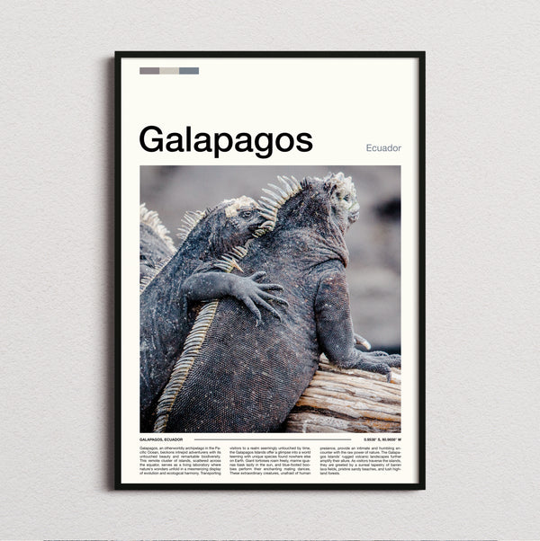 Galapagos - Marine Iguanas - Travel Print