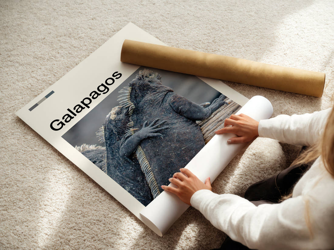 Galapagos Marine Iguanas Travel Print being unrolled from its postal tube