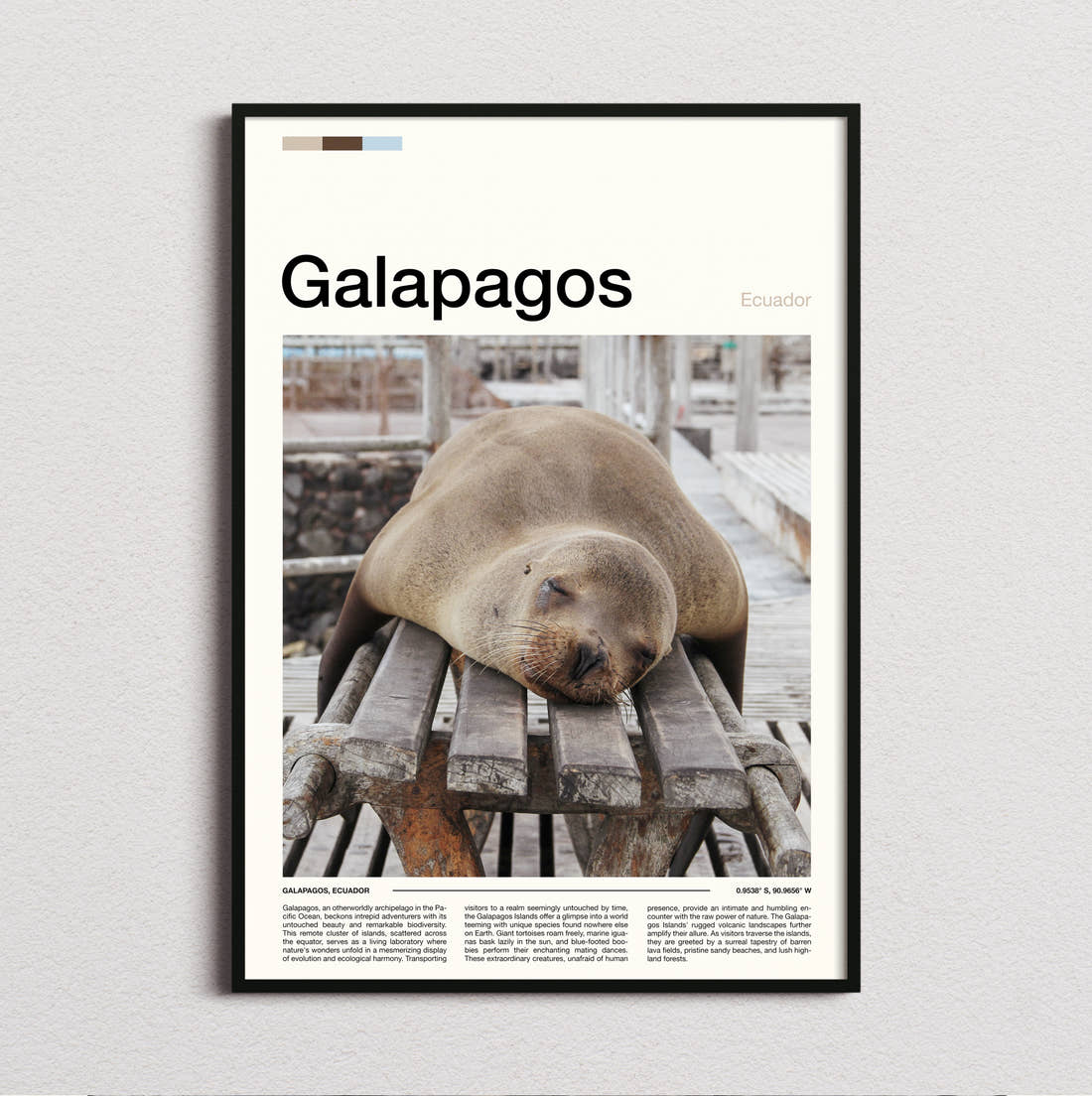 Galapagos Sleeping Sea Lion Travel Print framed and photographed straight on