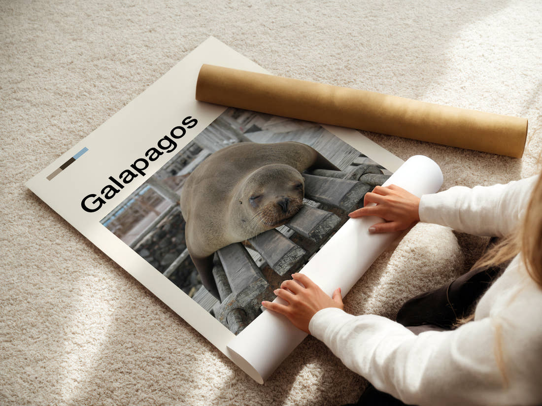 Galapagos Sleeping Sea Lion Travel Print being unrolled from its postal tube