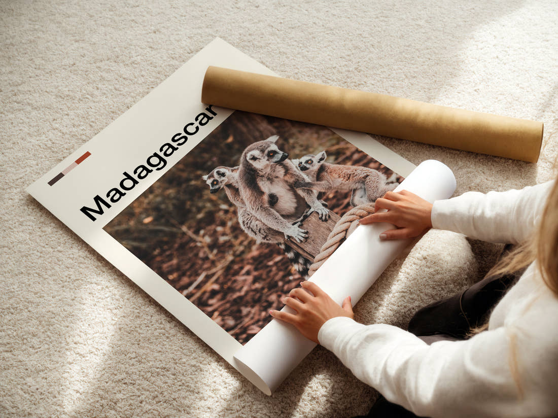 Madagascar Ring-Tailed Lemurs Travel Print being unrolled from its postal tube