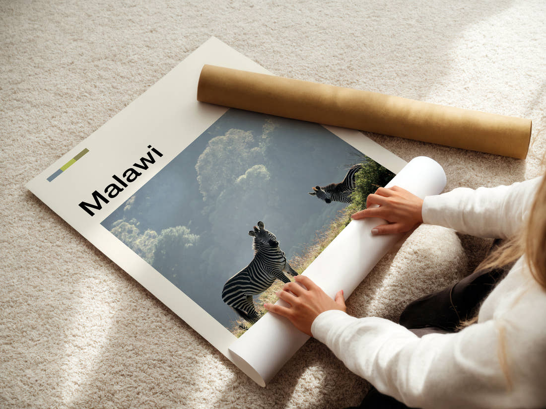 Malawi Zebras Travel Print being unrolled from its postal tube