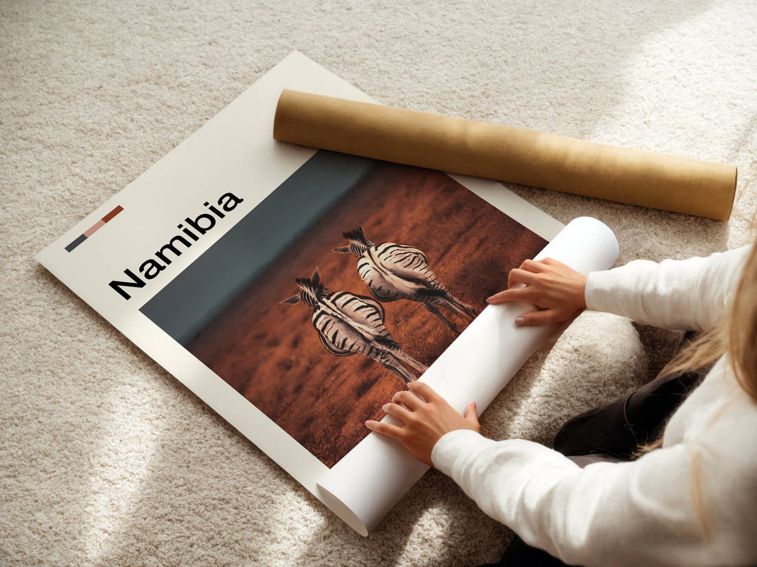 Namibia Two Zebras Travel Print being unrolled from its postal tube