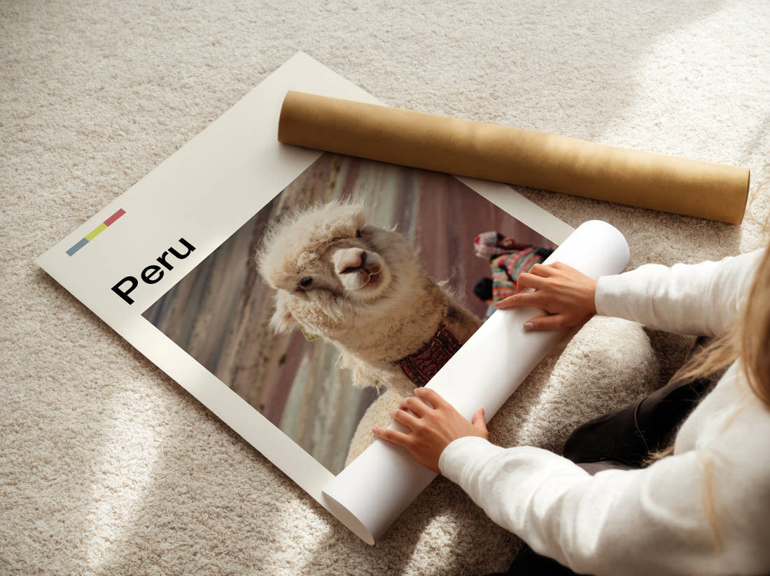 Peru Llama Close-Up Travel Print being unrolled from its postal tube
