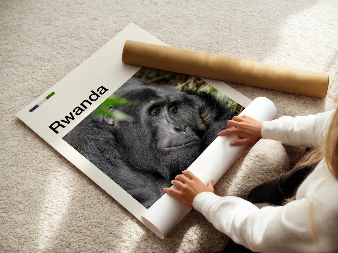 Rwanda Mountain Gorilla Travel Print being unrolled from its postal tube
