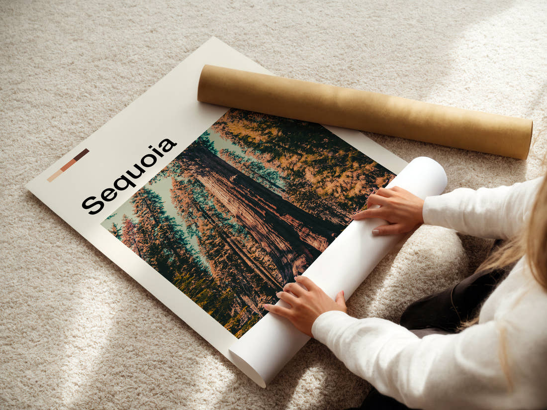 Sequoia Giant Redwood Trees Travel Print being unrolled from its postal tube