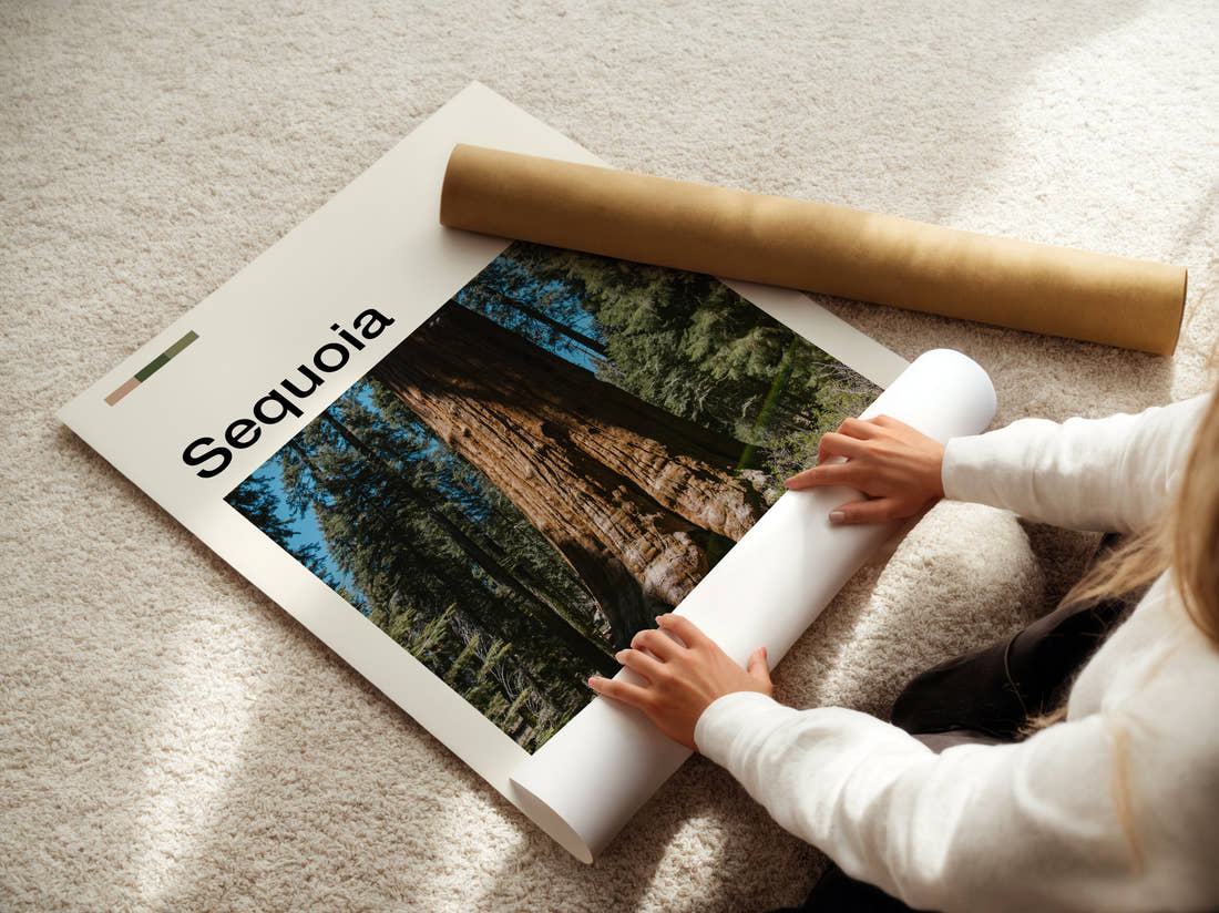Sequoia Giant Redwood Trunk Travel Print being unrolled from its postal tube