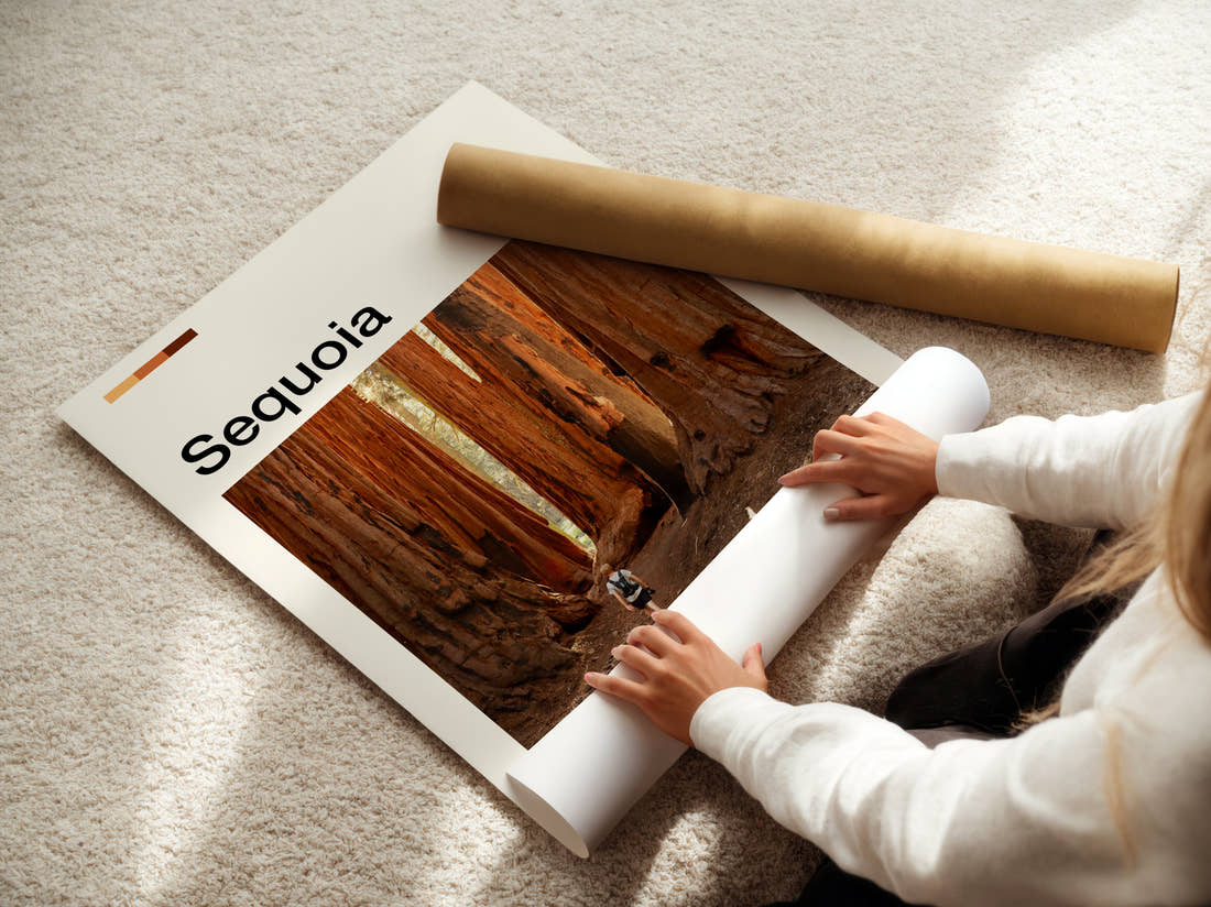 Sequoia Giant Redwood Trunks Travel Print being unrolled from its postal tube