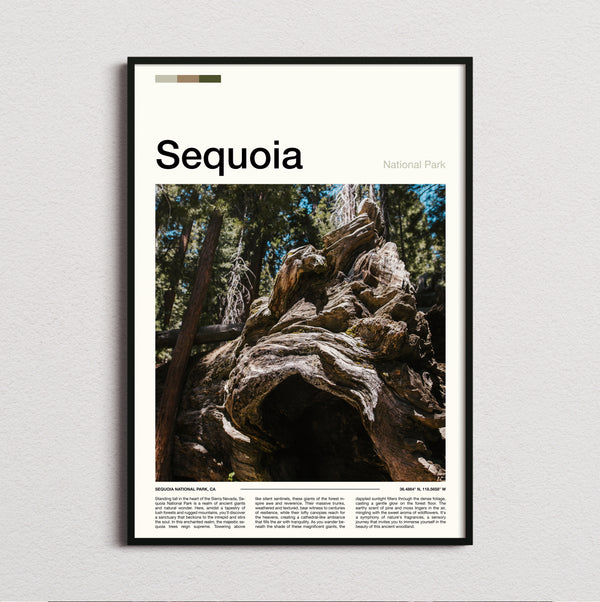 Sequoia - Gnarled Tree Roots - Travel Print