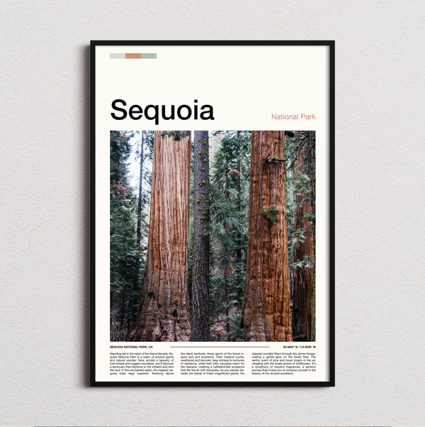 Sequoia - Towering Tree Trunks - Travel Print