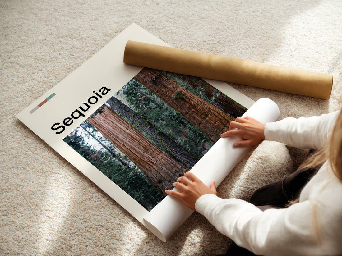 Sequoia Towering Tree Trunks Travel Print being unrolled from its postal tube