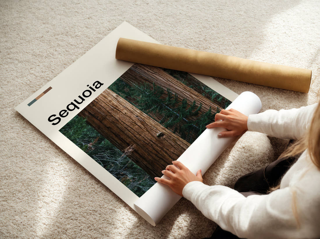 Sequoia Redwood Forest Travel Print being unrolled from its postal tube