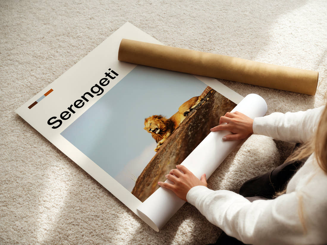 Serengeti Lion Resting Travel Print being unrolled from its postal tube