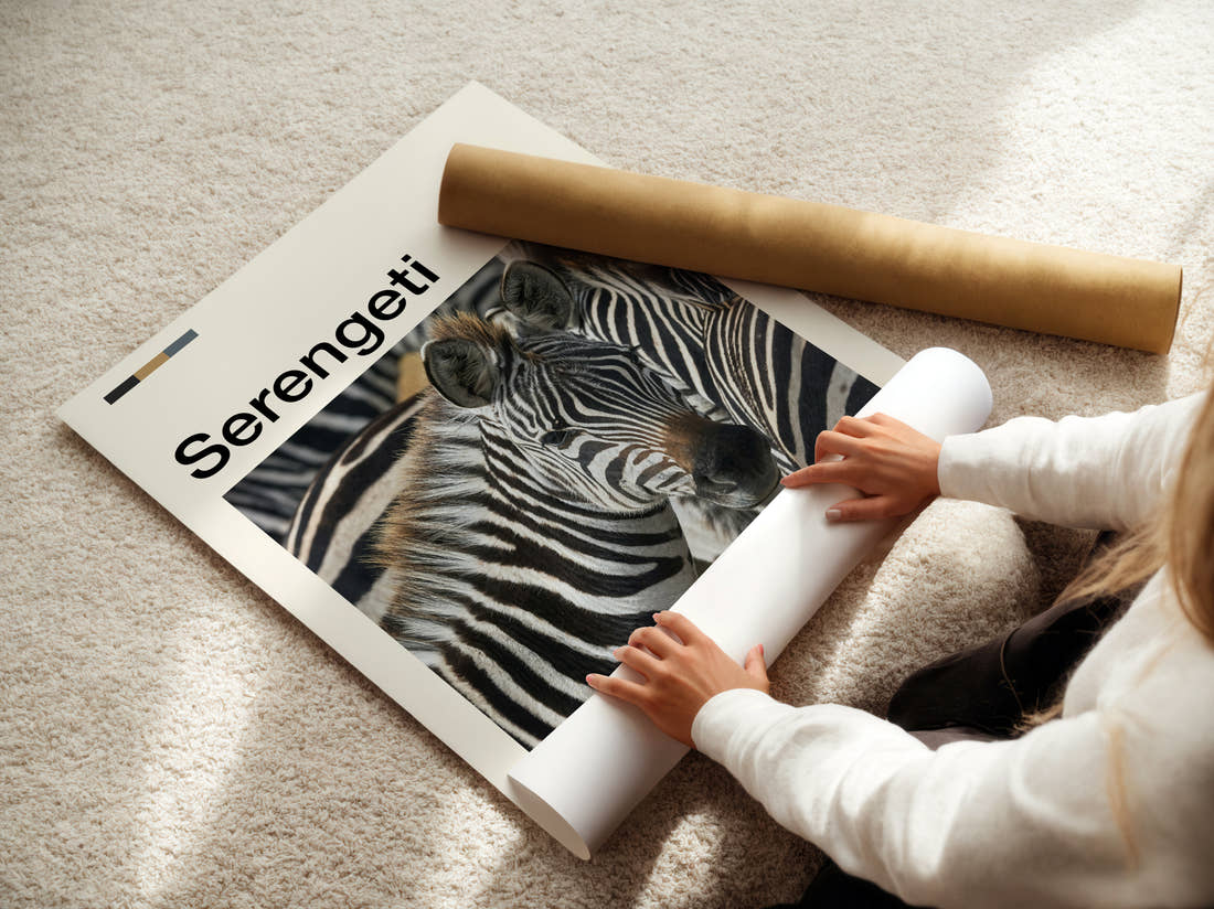 Serengeti Zebras Travel Print being unrolled from its postal tube