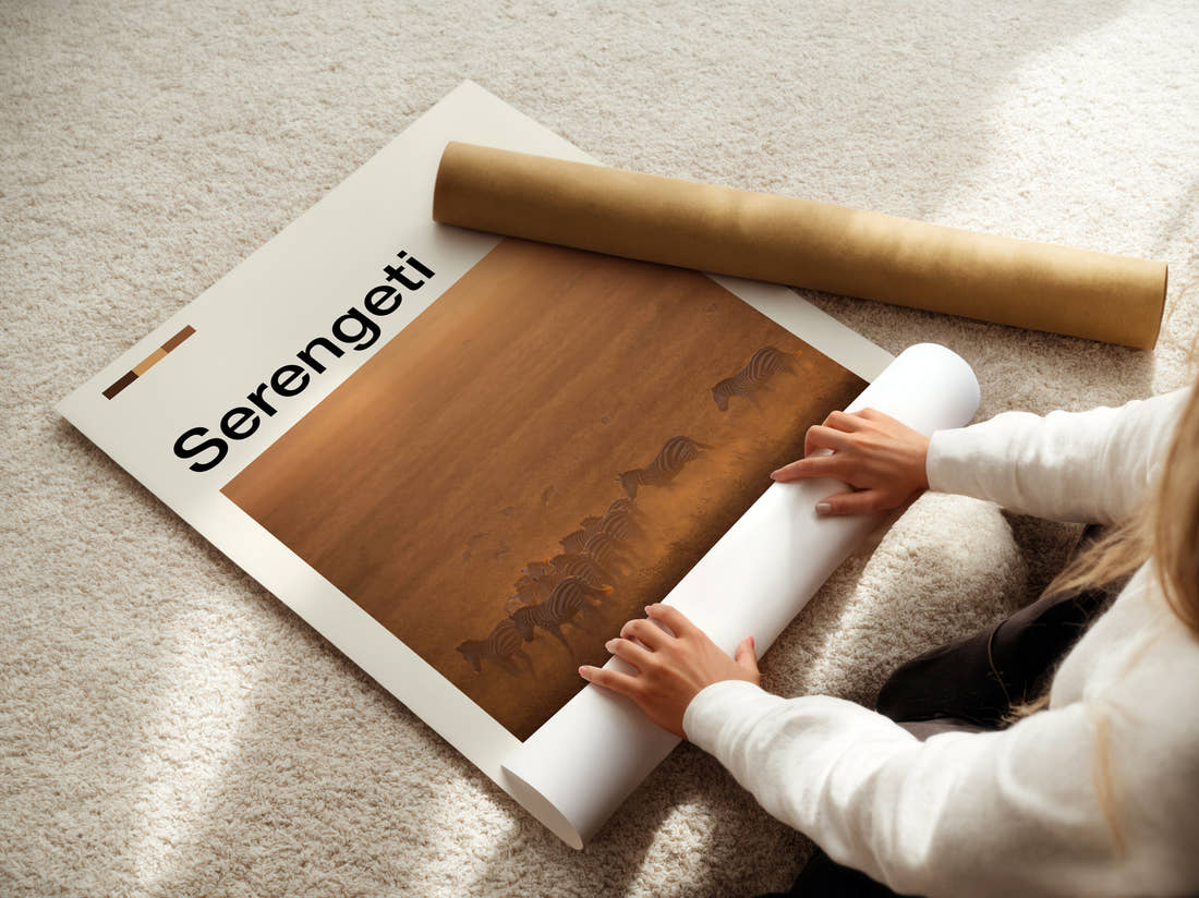 Serengeti Zebras In Dust Travel Print being unrolled from its postal tube