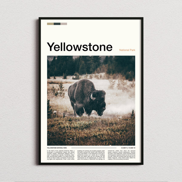 Yellowstone - Bison In The Field - Travel Print