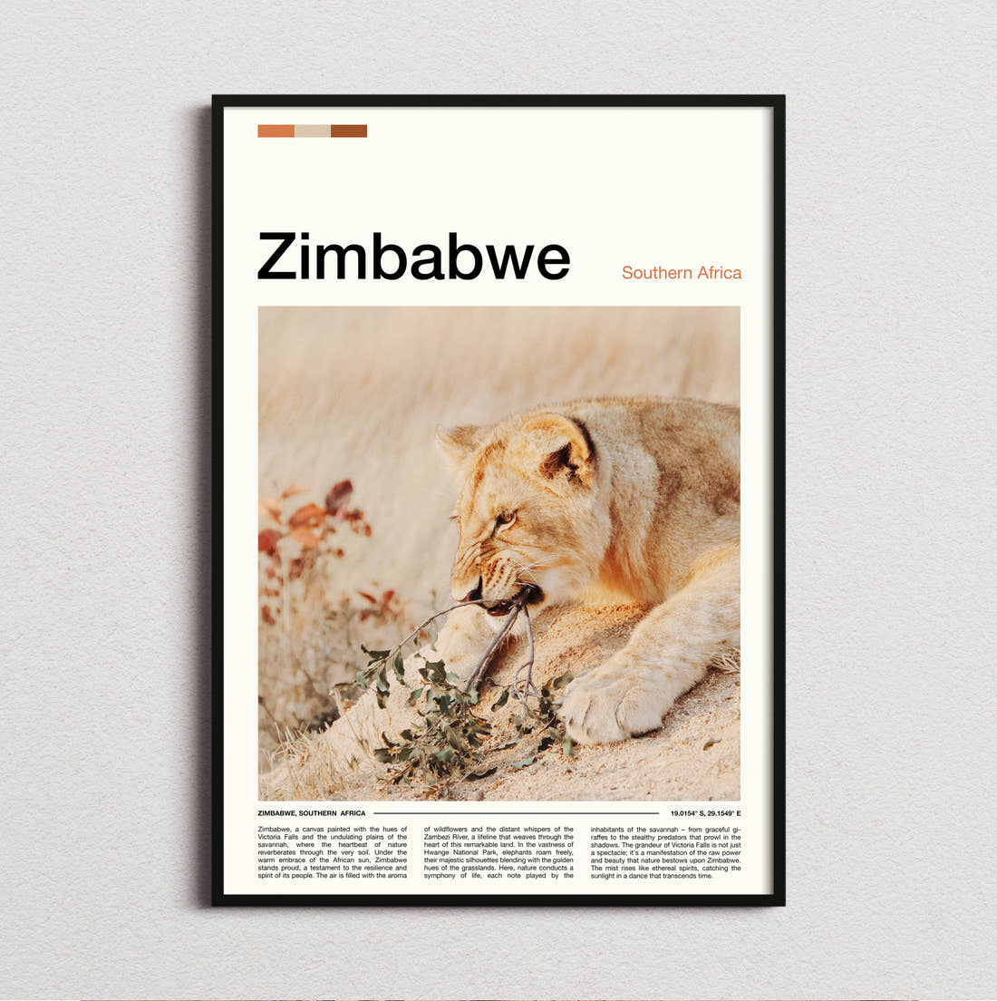Zimbabwe Resting Lioness Travel Print framed and photographed straight on